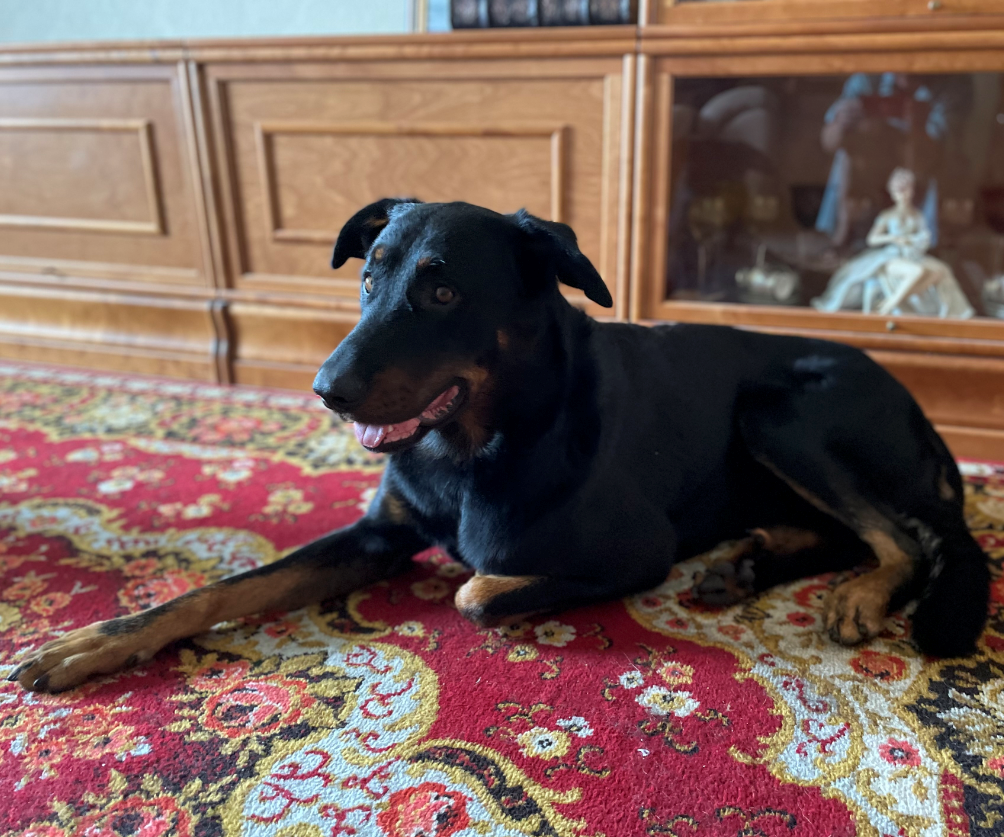 Конкурс "Любимый питомец в интерьере Fabian Smith"