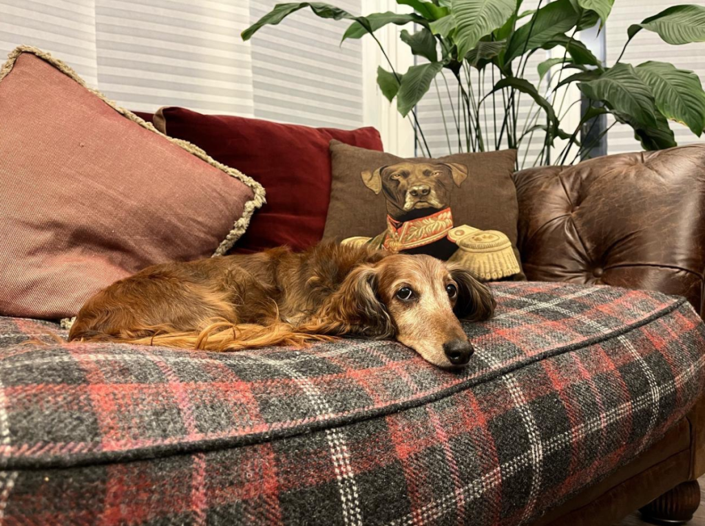 Конкурс "Любимый питомец в интерьере Fabian Smith"