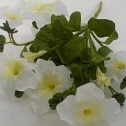 Петуния белая