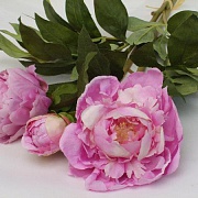 Букет из трех розовых пионов